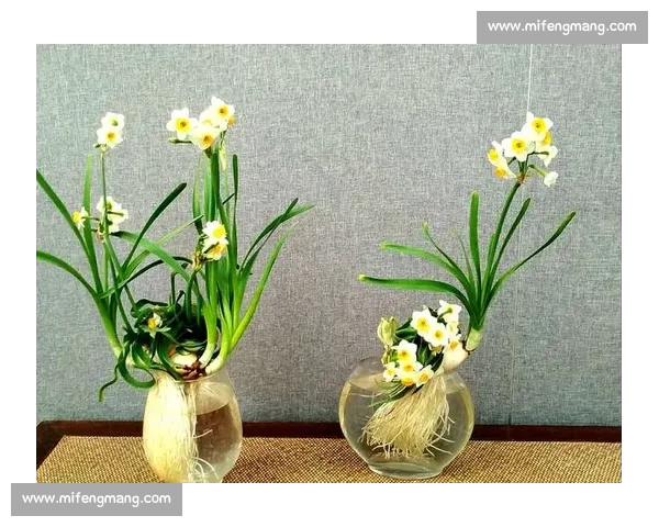 水仙花盛开比赛绽放奇花异彩展示园艺魅力盛宴
